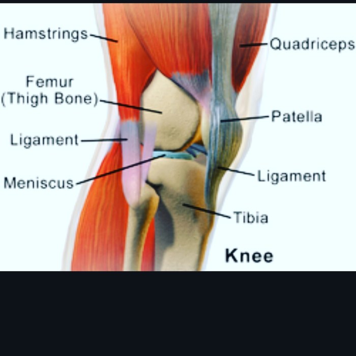 Part of the knee crossword