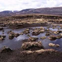 Bog blanket scot peat bogs scotland upland nature erosion soils close