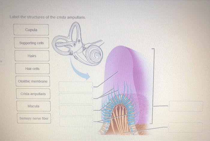 Label the structures of the crista ampullaris.