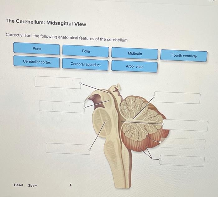 Features label anatomical correctly femur patella surface chegg solved popliteal transcribed problem text been show has