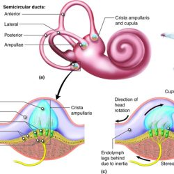 Crista structures label semicircular chegg canal ampulla transcribed text show endolymph duct