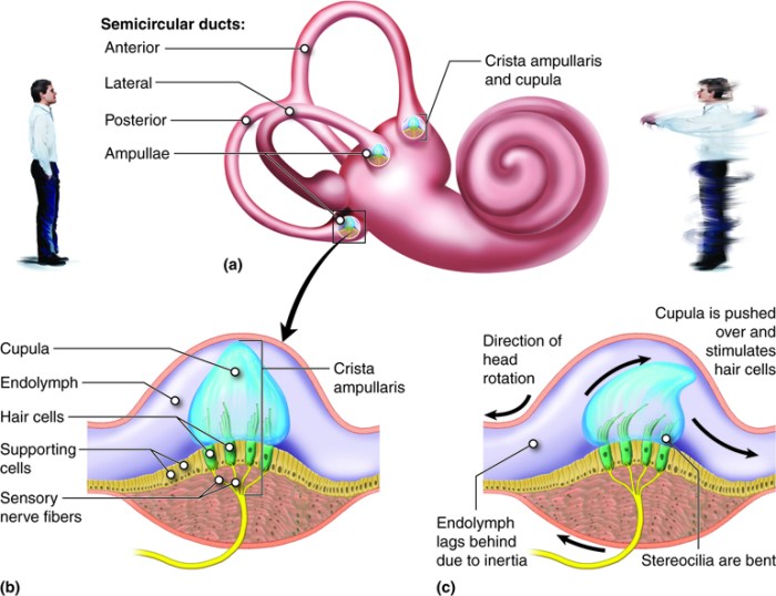 Crista structures label semicircular chegg canal ampulla transcribed text show endolymph duct