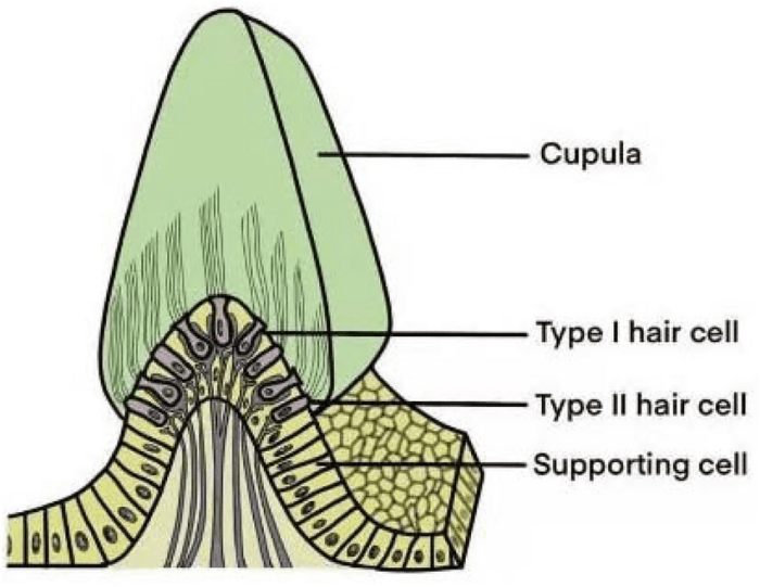 Label the structures of the crista ampullaris.