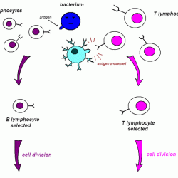 Lymphocytes signwiki lymphocyte