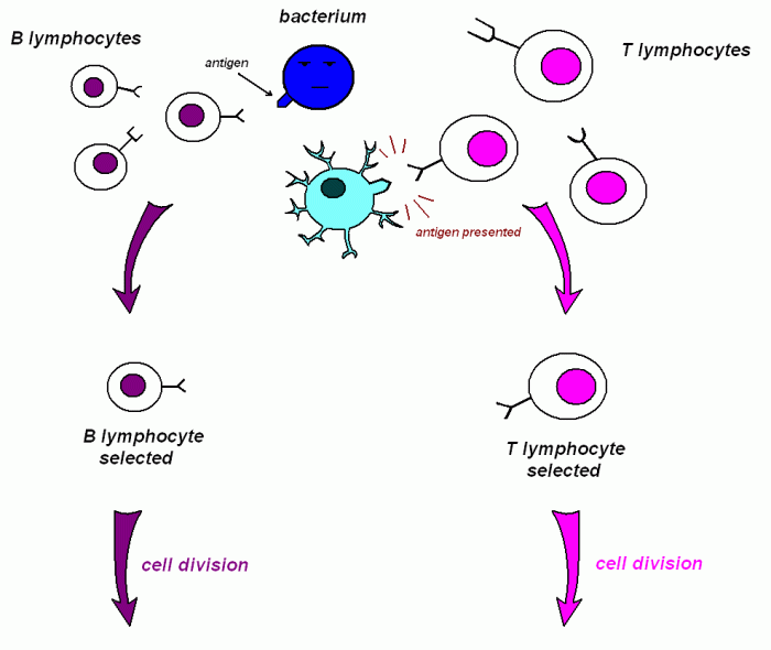 Lymphocytes signwiki lymphocyte