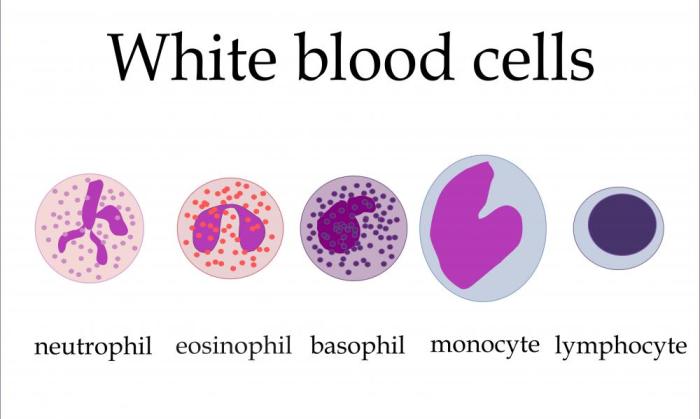 Blood cell bone marrow red formation cells kindpng